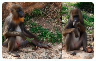 The monkey - the symbol of 2016