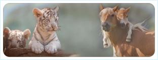 Тигры в год Лошади 2014: презентация: прогноз