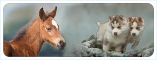 Два щенка собак возле Лошади: для них 2014 презентация: прогноз