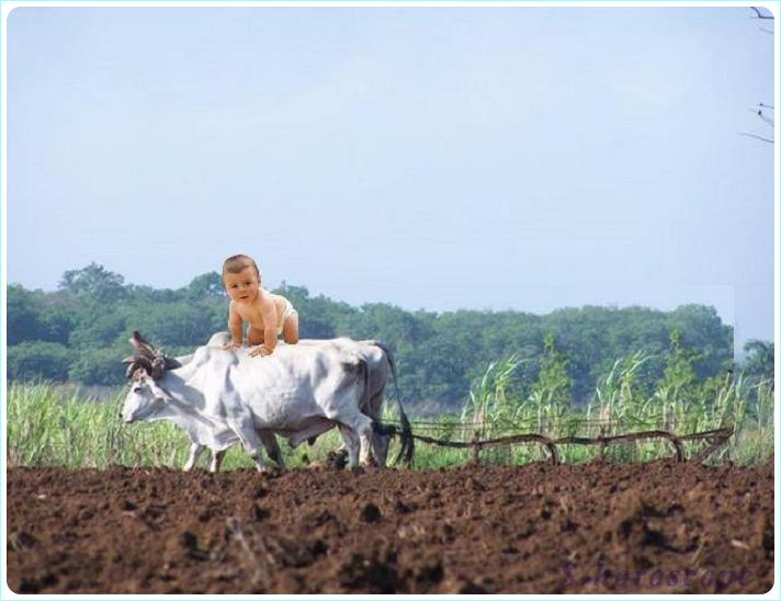 Бык в год Кабана 2019 - Тень Бык в год Кабана 2019 - Тень