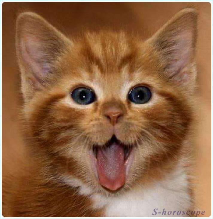 Кот в год Кабана 2019 - Эйфория свободы Кот в год Кабана 2019 - Эйфория свободы