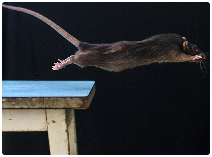 Крыса в год Кабана 2019 - Взлётный, Виражи Крыса в год Кабана 2019 - Взлётный, Виражи