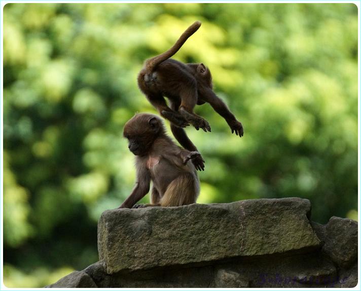 Обезьяна 2019 Легкий Обезьяна 2019 Легкий