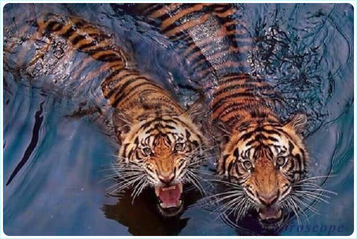 Тигр 2019 Тяжёлый Тигр 2019 Тяжёлый