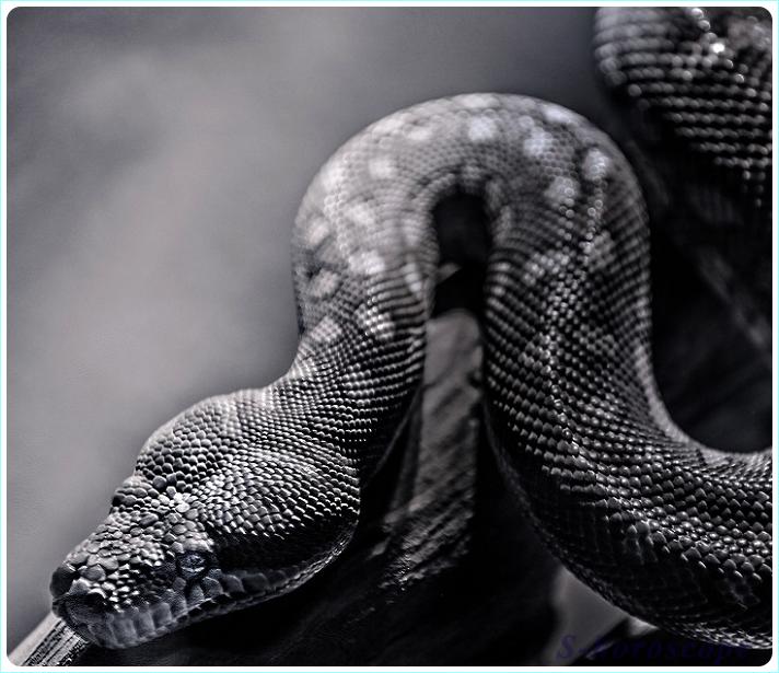 Змея в год Кабана 2019 - Тень Змея в год Кабана 2019 - Тень